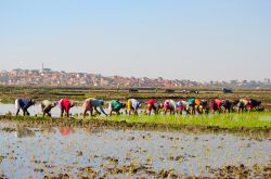 Alcune donne si dedicano alla pintagione di riso nelle campagne di Betsimitatatra, Antananarivo, Madagascar - foto © Hajakely / Shutterstock.com

