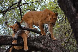 Due leonesse su un albero nel parco nazionale del lago Manyara, Tanzania.



