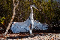 Birdwatching alle isole Galapagos, un airone spiega le sue grandi ali. Le 18 isole che compongono l'arcipelago ospitano numerose specie avicole. Famosi gli studi di Darwin sull'evoluzione ...