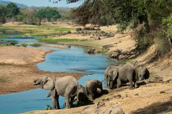 Un gruppo di elefanti al parco Ruaha. Questi longevi mammiferi proboscidati (ne fanno parte l'elefante indiano o asiatico, quello africano e l'africano delle foreste) vivono normalmente ...
