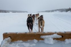 Escursione con i cani da slitta nelle campagne intorno a Yellowknife in Canada