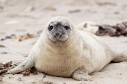 Escursione sul Mare di Wadden in Olanda ed incontro con una foca.
