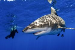 Un uomo fotografa un esemplare di squalo pinna bianca oceanico (noto anche come whitetip shark) nell'oceano al largo di Cat Island, Bahamas. 

