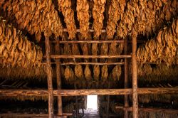 L'interno di una casa de tabaco, dove viene fatto essiccare il tabacco prodotto nei campi che circondano la cittadina di Viñales (Cuba).
