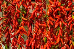 Sagra del peperoncino a Diamante in Calabria.