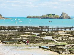 Fattorie di ostriche a Cancale durante la bassa marea, Bretagna, Francia. Le barche che attraccano e ripartono, il ritmo delle maree e il lavoro degli ostricoltori animano il porto di questa ...