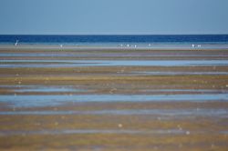 Fauna nella laguna di Dakhla: la laguna, con ...