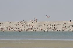Fenicotteri, Dakhla: con un po' di fortuna ...