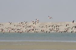 Fenicotteri, Dakhla: con un po' di fortuna si può scorgere uno stormo di fenicotteri rosa sorvolare le acque della baia, ma non è l'unica specie presente, perché ...