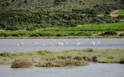 Fenicotteri nello stagno di Is Solinas a Masainas, Sardegna