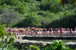 A Necker Island sono state introdotte diverse specie di animali in via d’estinzione. Una di queste sono i fenicotteri i quali vivono ai Caraibi da diversi anni, soprattutto sull’isola ...