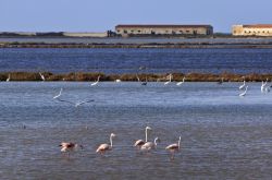 Fenicotteri rosa ed aironi nella laguna dello Stagnone vicino a Marsala in Sicilia