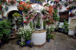 Durante i giorni del Festival i cordovesi mettono in mostra con orgoglio i cortili del centro storico, decorati per l'occasione con vasi di gerani, garofani e gelsomini posti sulle bianche ...