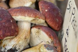 Il Boletus Edulis è il protagonisto assoluto della Fiera del Fungo Porcino di Albareto di Parma in Emilia-Romagna - © LEONARDO VITI / Shutterstock.com
