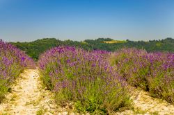 File di lavanda in fiore nelle campagne di Sale San Giovanni, provincia di Cuneo (Piemonte).

