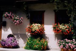 Fiori colorati impreziosiscono la facciata di una casa a Dobbiaco, provincia di Bolzano.

