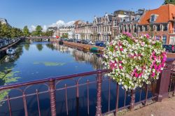 Fiori colorati su un ponte nel centro storico di Haarlem, Olanda.

