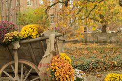 Fiori e paesaggio autunnale ad Arcen in Olanda