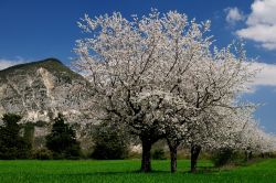 Fioritura dei ciliegi nelle campagne di Castel San Vincenzo, Molise