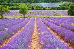 Fioritura della lavanda a Gordes, Francia - Una suggestiva immagine della lavanda in fiore: il periodo migliore per vederla va da fine giugno ad agosto avanzato anche se varia a seconda del ...