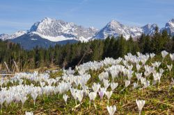 Fioritura primaverile di crocus con i monti del Karwendel innevati sullo sfondo, Germania - © SusaZoom / Shutterstock.com