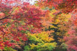 Foglie di acero al Yujaku Park, Bungoono, Oita, Giappone. Questo parco è famoso per la presenza di aceri che cambiano la colorazione dellle foglie durante le varie stagioni. Di notte, ...