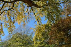 Foliage autunnale in un parco della città di Middelburg, Olanda.

