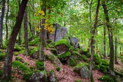Una fitta foresta dell'Alsazia: siamo nella regione di Barr in Francia - © bonzodog / Shutterstock.com