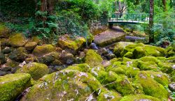 Foresta nei pressi della città di Florac, Francia. Natura selvaggia e incontaminata per chi è appassionato di passeggiate nei boschi e vita all'aria aperta.
