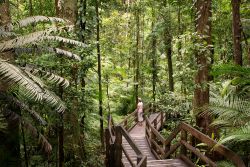Foresta nel Daintree National Park, Australia. Nel Daintree Discovery Centre si può passeggiare su un sentiero sospeso a più di 20 metri che permette di trascorrere alcune ore ...