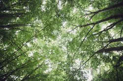 Foresta vicino a Cesaro, Parco dei Nebrodi in Sicilia