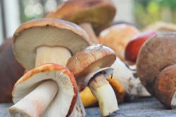 Forni di Sopra, la Sagra dei Funghi a settembre in Friuli Venezia GIulia