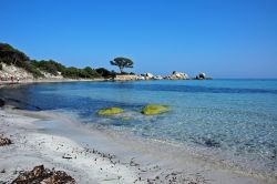 Fotografia della famosa spiaggia della Palombaggia, uno dei lidi più famosi della Corsica, situata appena a sud di Porto Vecchio - © Souchon Yves / Shutterstock.com