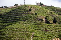 Gli splendidi vigneti della maison Chapoutier Crozes a Tain-l'Hermitage, valle del Rodano, Francia.

