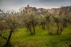 Gli ulivi costellano il pendio ai piedi del borgo toscano di Chianni