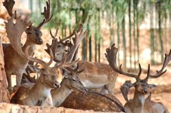 Gruppo di cervi fotografati durante il percorso in auto nello Zoosafari di Fasano in Puglia.