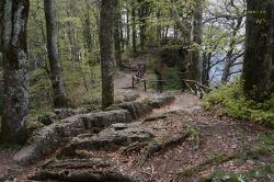 I boschi attorno al santuario della Verna, provincia di Arezzo, Toscana. Di grande interesse naturalistico è proprio la foresta monumentale di quest'area che, grazie anche ai frati ...