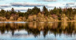 I boschi dell'Hillsborough Forest Park a Lisburn, Irlanda del Nord.
