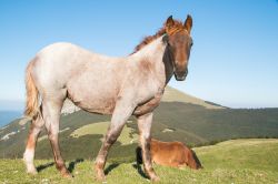 I cavalli tipici della regione del monte Catria, regione Marche