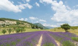 I Panorami della Drome  con i campi di Lavanda