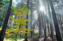 I raggi del sole in autunno in una pineta sull'Etna nei pressi di Adrano, Sicilia.

