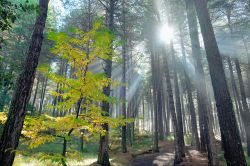 I raggi del sole in autunno in una pineta sull'Etna nei pressi di Adrano, Sicilia.

