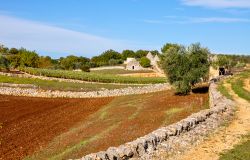 I trulli, tipiche case in pietra della Puglia, a Cisternino.



