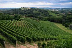 I vigneti del Roero nelle campagne di Montà d'Alba in Piemonte - © Alessandro Cristiano / Shutterstock.com