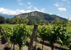 I vigneti della Franciacorta in provincia di Brescia, Lombardia