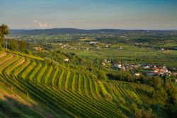 I vigneti della regione del COllio nei pressi di Cormons in, Friuli Venezia Giulia