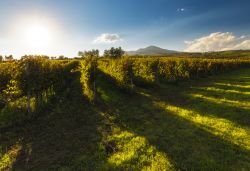 I Vigneti della Strada del vino Aglianico sul Vulture in Basilicata