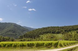 I vigneti di Follina dove viene prodotto il celebre vino Prosecco della Marca Trevigiana in Veneto