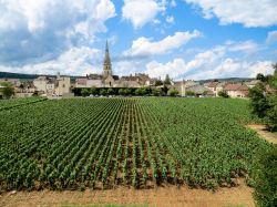 I vigneti di Meursault, siamo nel dipartimento Cote d'Or in Borgogna, in Francia