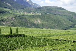 I vigneti di Traminer sulla strada del Vino in Alto Adige. - © Peter Probst / Shutterstock.com